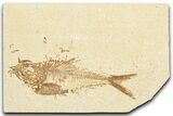 Detailed Fossil Fish (Diplomystus) - Wyoming #357602-1